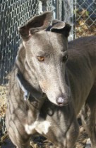 Sadly, we said 'farewell' to Cinderella, senior lady of the Hotel, in March 2011 just after celebrating her 12th birthday.  She will be missed.
